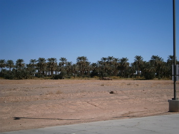 Dateland Palms
