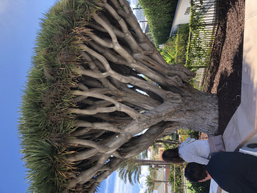 Dragon Tree