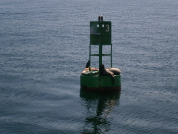 Sea Lions on Buoy