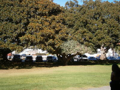 Dragon Tree at San Pedro