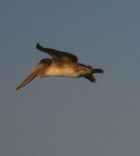 Pelican over Ferry