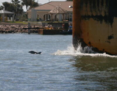 Dolphins at Bow Wake